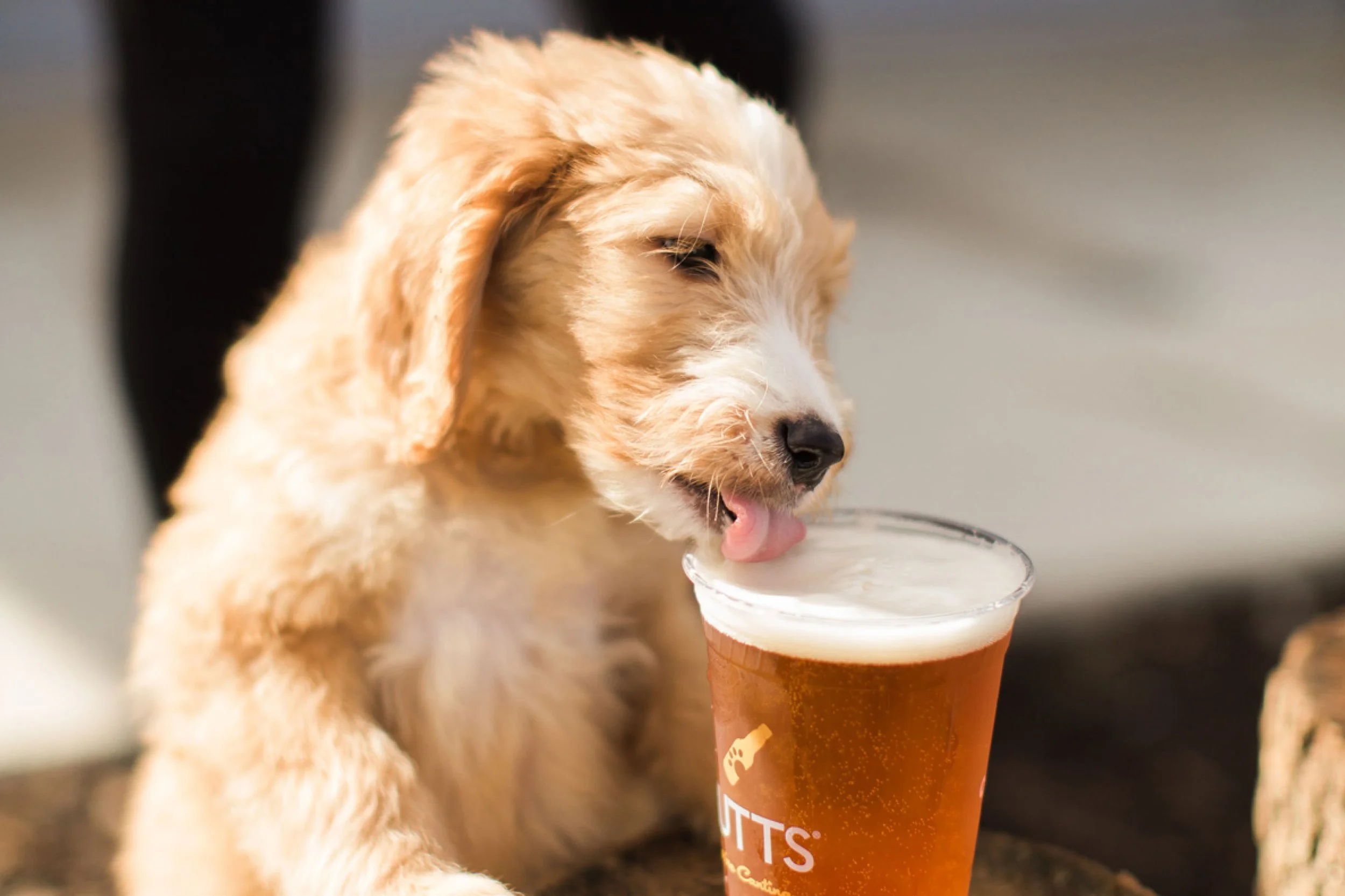 MUTTS Canine Cantina Brand Guide